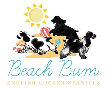 Beach Bum English Cockers